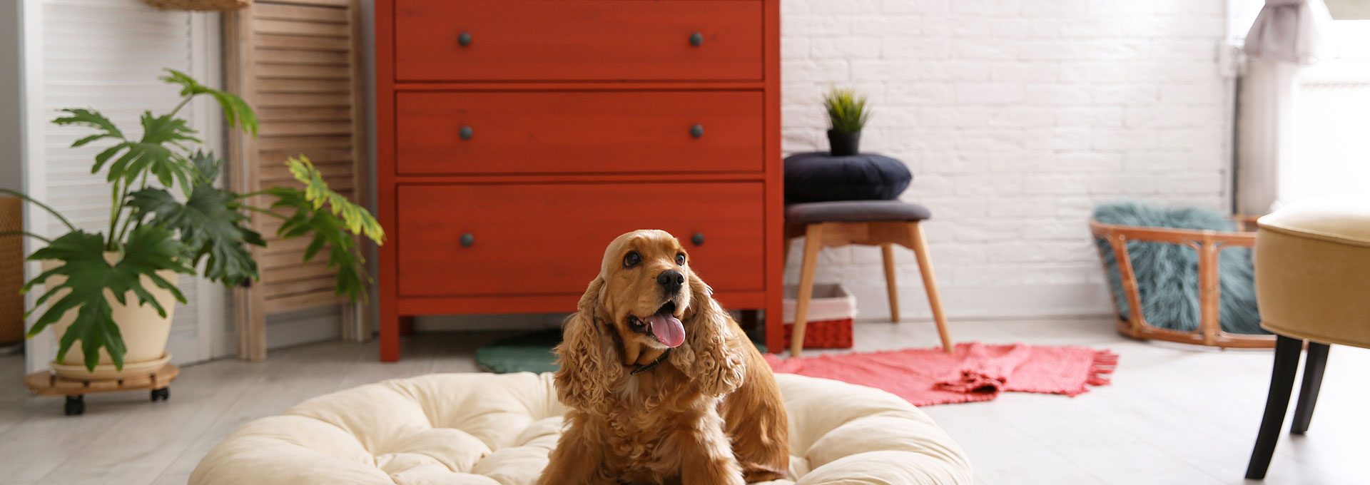 cute Dog