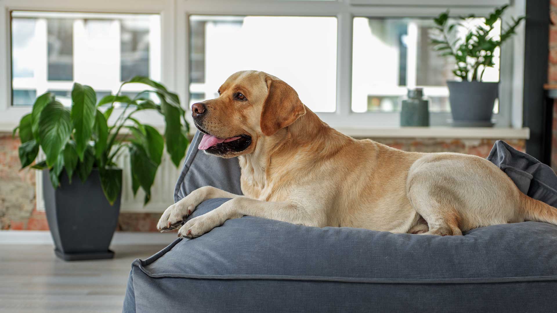 Cute dog